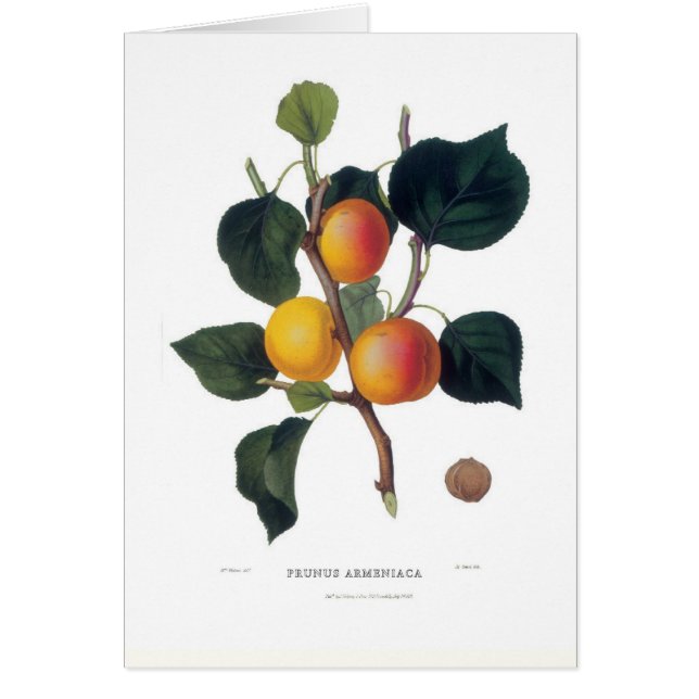 Aprikos Hälsningskort (Framsidan)