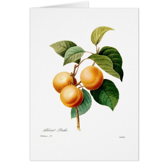 Aprikos Hälsningskort (Framsidan)