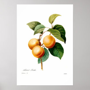 Aprikos Poster