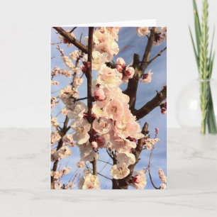 aprikosblommar kort