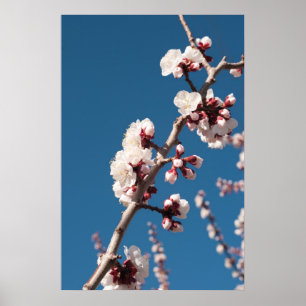 Aprikosblommar Poster