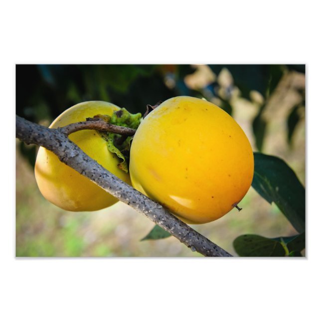 Aprikoser Fototryck (Framsidan)