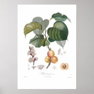 Aprikot, Tidigt aprikot Poster