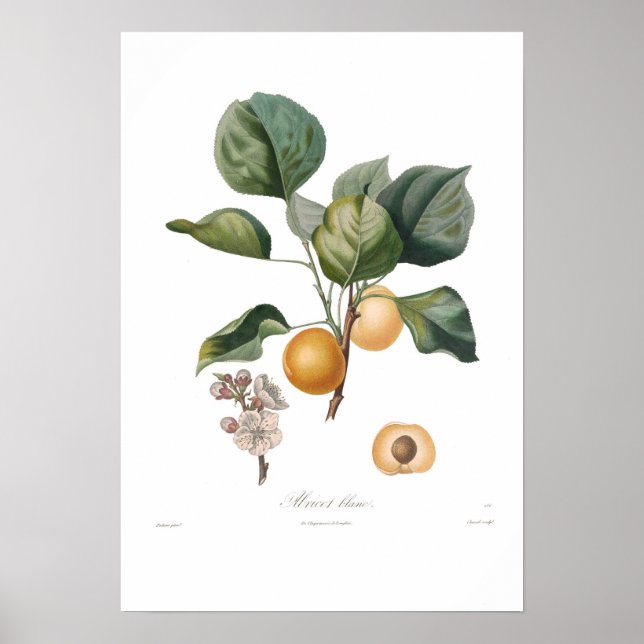 Aprikot, vit Aprikot Poster (Framsidan)