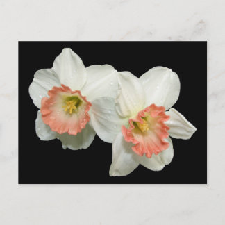 Aprikot/White Jonquils/Daffodils Vykort