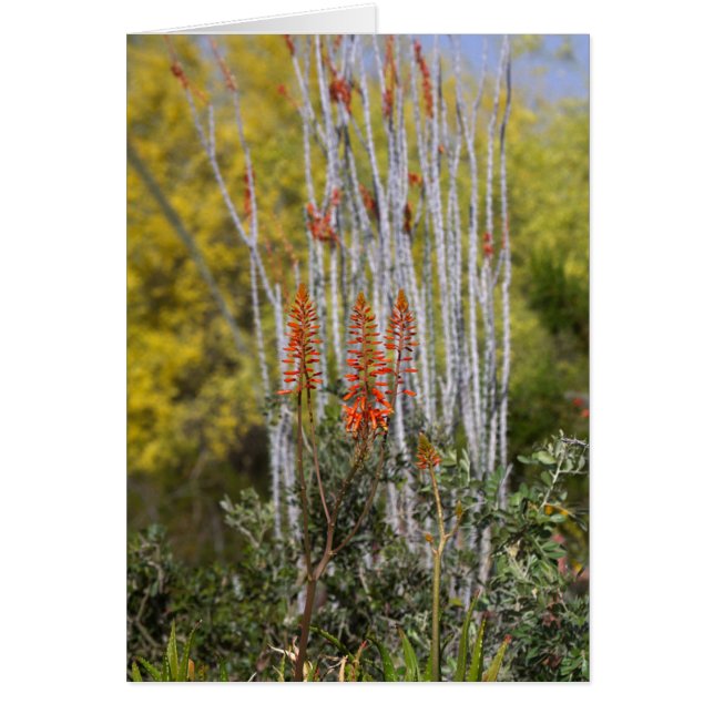 April i Arizona Desert Hälsningskort (Framsidan)