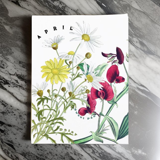 April Månadsblommor Sötärt och Margareta Vykort (Skapare uppladdad)