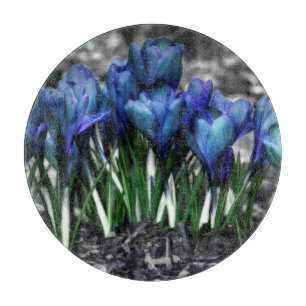 Aqua Blue Crocus Blooms