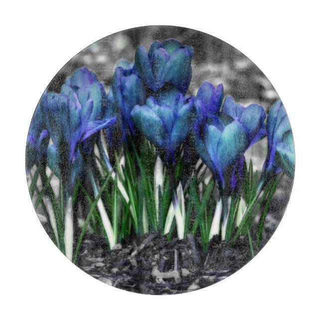 Aqua Blue Crocus Blooms (Framsidan)