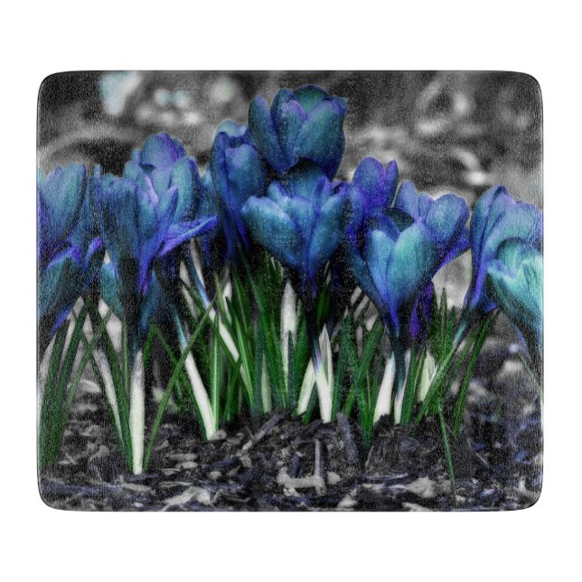 Aqua Blue Crocus Blooms (Framsidan)