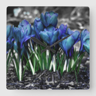 Aqua Blue Crocus Blooms Fyrkantig Klocka