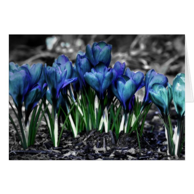 Aqua Blue Crocus Blooms Hälsningskort (Framsidan Horizontal)