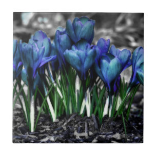 Aqua Blue Crocus Blooms Kakelplatta