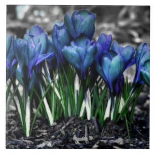 Aqua Blue Crocus Blooms Kakelplatta