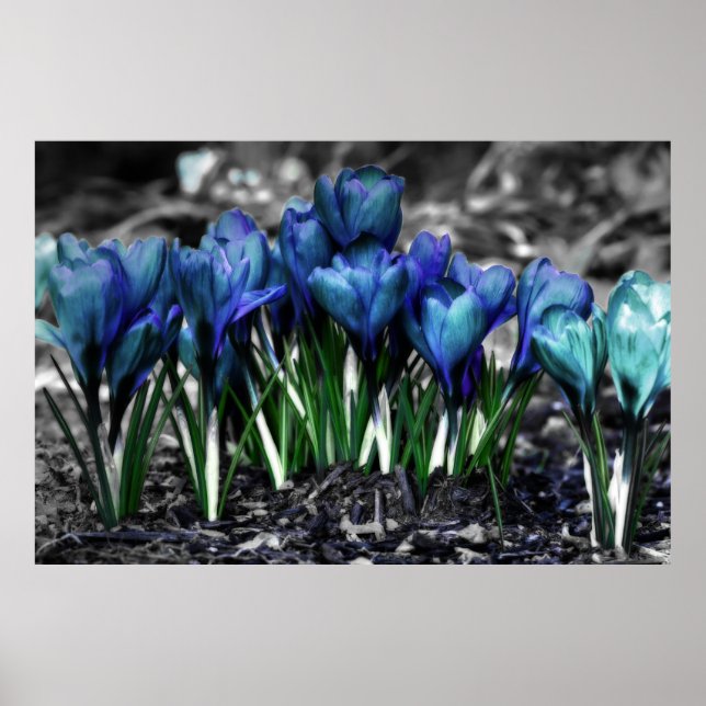 Aqua Blue Crocus Blooms Poster (Framsidan)