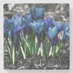 Aqua Blue Crocus Blooms Underlägg Sten