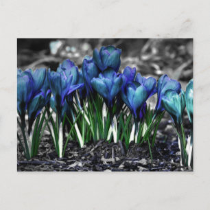Aqua Blue Crocus Blooms Vykort