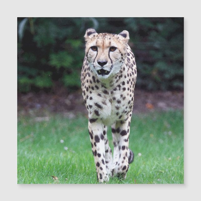 Aqua_Cheetah_20180103 (Framsida)