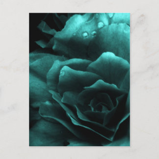 Aqua Close Up a Dubbla Begonia Vykort