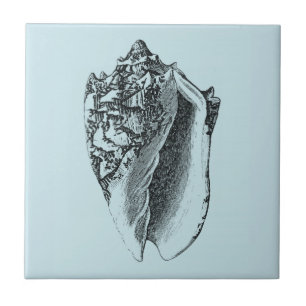 Aqua Conch-Snäcka Kakelplatta