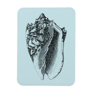 Aqua Conch-Snäcka Magnet