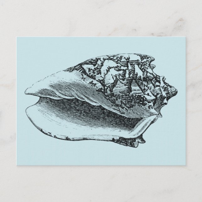 Aqua Conch-Snäcka Vykort (Framsida)