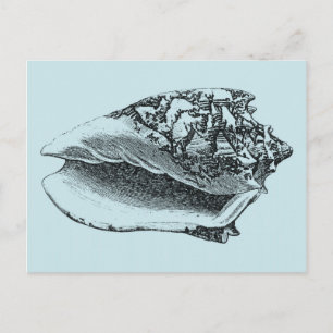 Aqua Conch-Snäcka Vykort