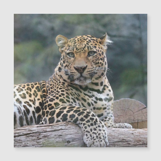 Aqua_Leopard_20180105 (Framsida)