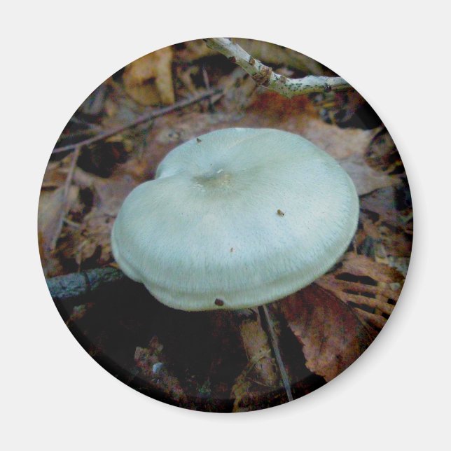 Aqua Mushroom Magnet (Framsidan)