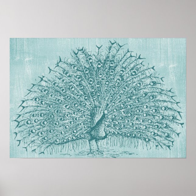 Aqua Peacock Poster (Framsidan)