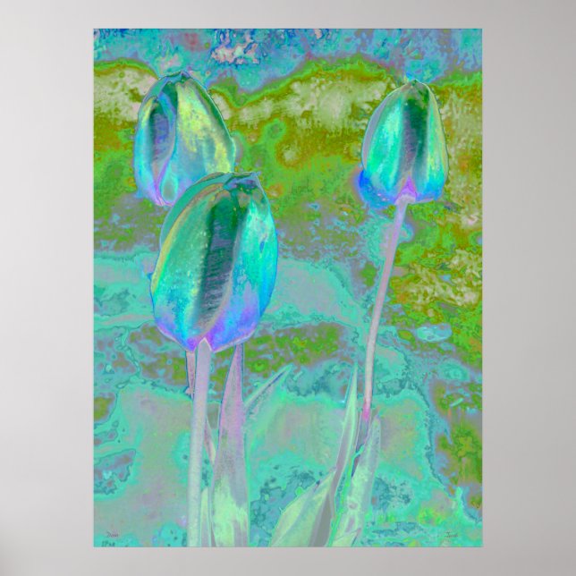 Aqua Tulip Digital Art Poster (Framsidan)