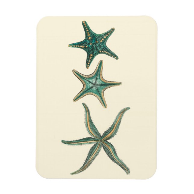 Aquamarine Triple Starfish Magnet (Vertikal)