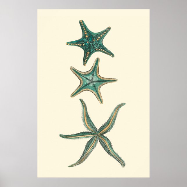 Aquamarine Triple Starfish Poster (Framsidan)