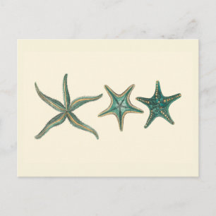 Aquamarine Triple Starfish Vykort