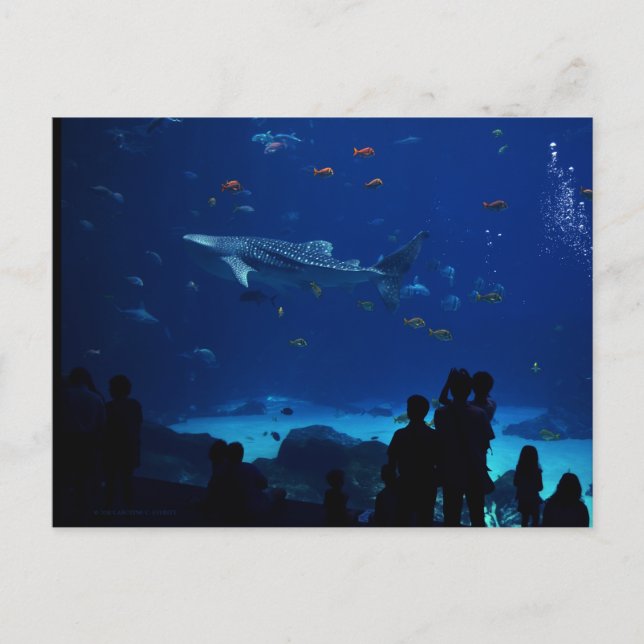 Aquarium, Atlanta Georgia Vykort (Framsida)