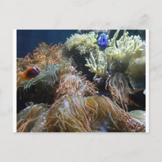 Aquarium Fish Vykort