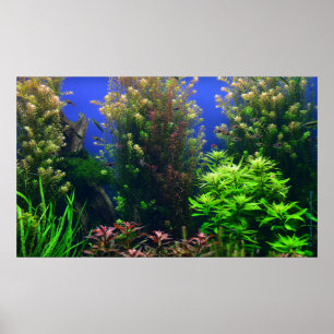 Aquarium for Aquarium Background Poster