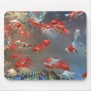 Aquarium Marble Fish Musmatta