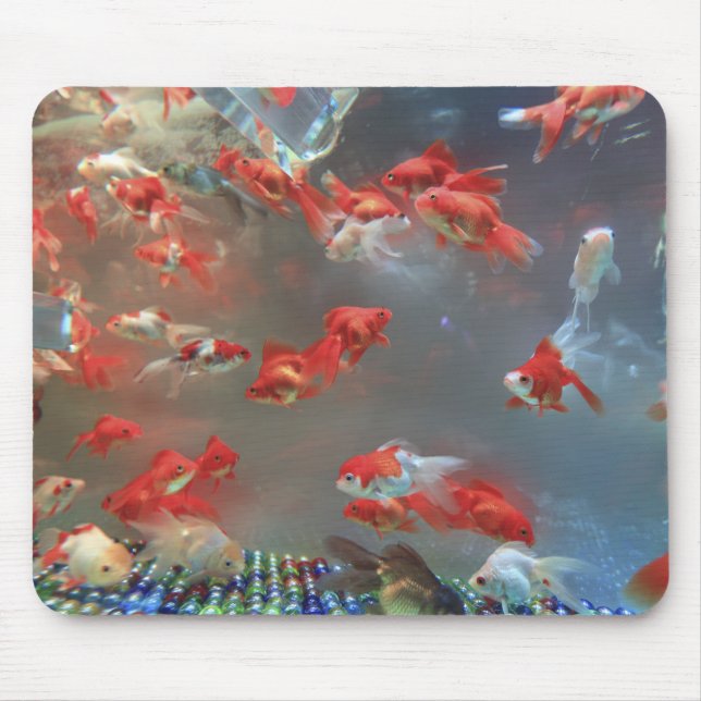 Aquarium Marble Fish Musmatta (Framsidan)