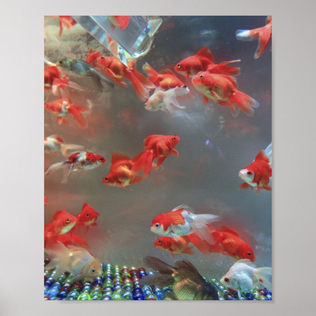 Aquarium Marble Fish Poster (Framsidan)