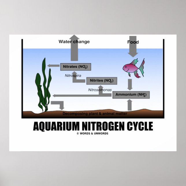 Aquarium Nitrogen Cycle (ekologi) Poster (Framsidan)