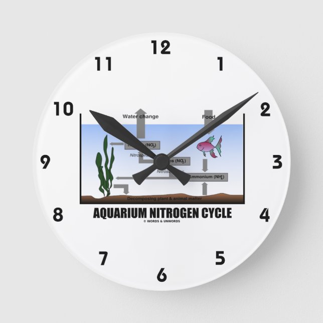 Aquarium Nitrogen Cycle (ekologi) Rund Klocka (Framsida)