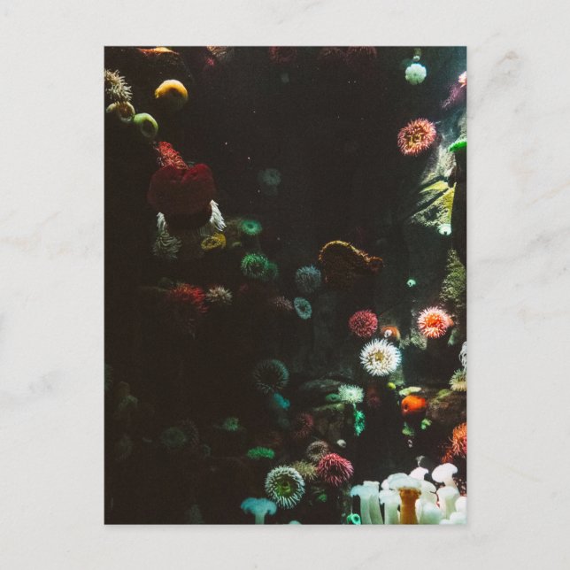 Aquarium of Canada, Toronto, Kanada Vykort (Framsida)