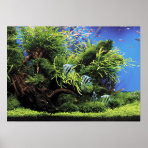 Aquarium of Freshwater Angelfish Poster