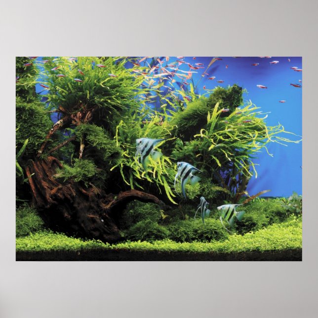 Aquarium of Freshwater Angelfish Poster (Framsidan)