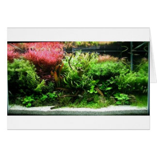 Aquascape Hälsningskort
