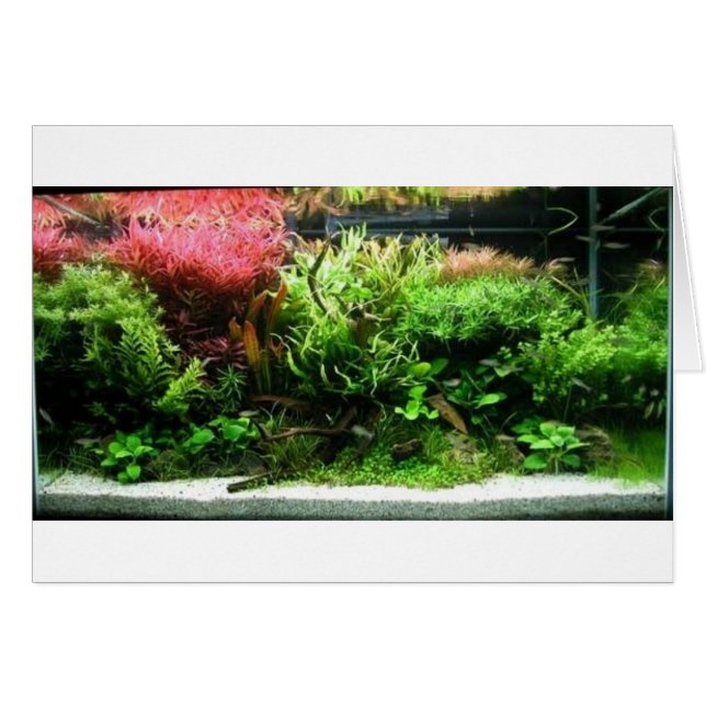 Aquascape Hälsningskort (Framsidan Horizontal)