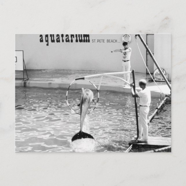 Aquatarium St. Pete Beach Florida, Dolphin Vykort (Framsida)