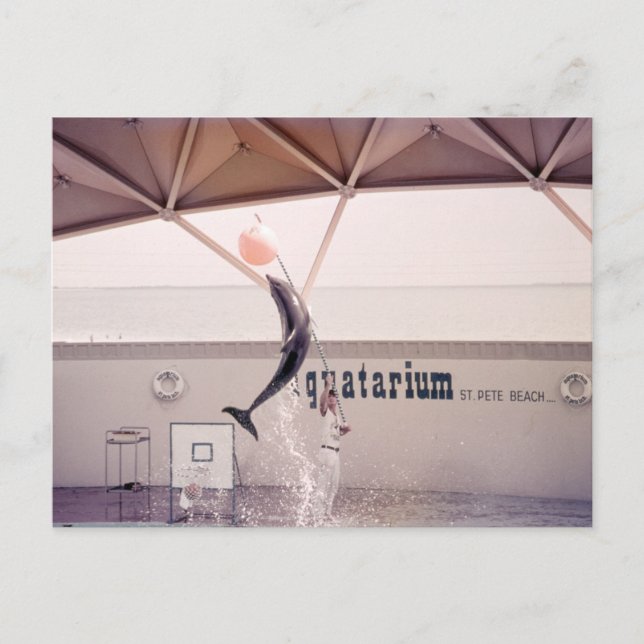 Aquatarium St. Pete Beach Florida Postcard Vykort (Framsida)