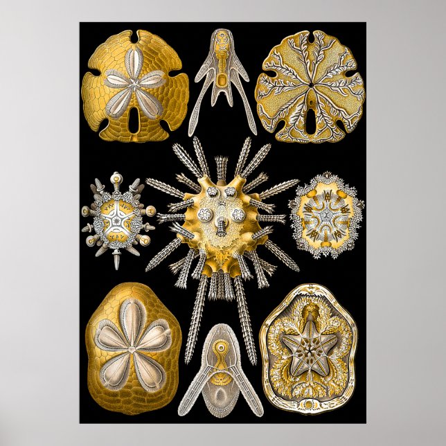 Aquatic Macro Life ~ Haeckel ~ Sea Urchins Poster (Framsidan)